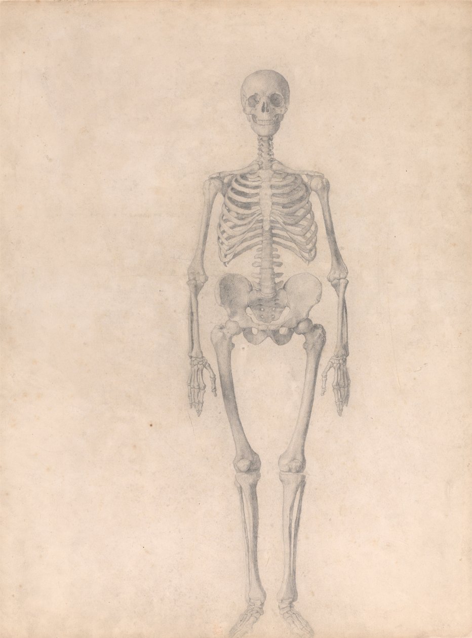 En jämförande anatomisk exponering av människokroppens struktur med en tiger och en ... av George Stubbs