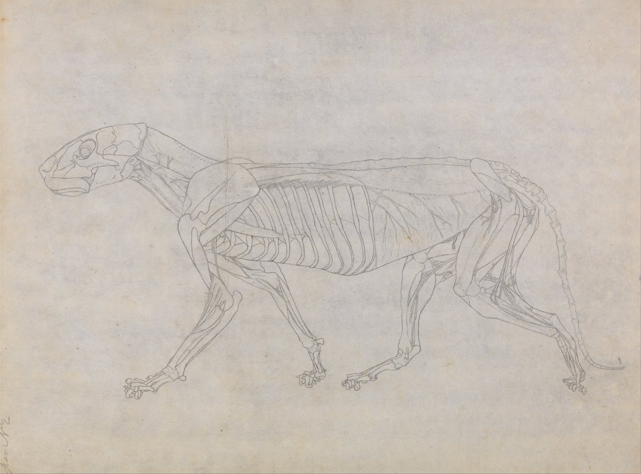 En jämförande anatomisk exponering av människokroppens struktur med en tiger och en ... av George Stubbs