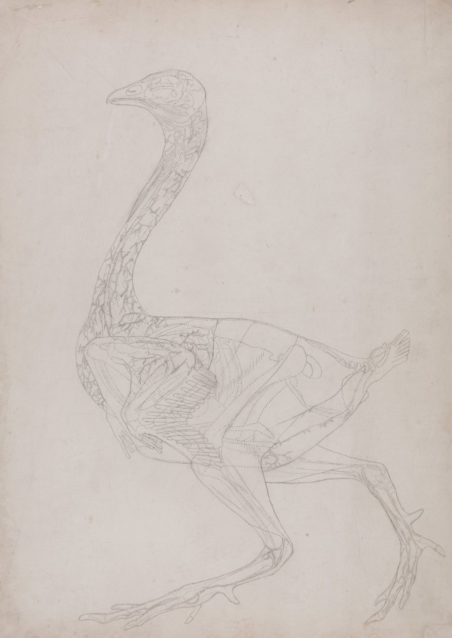 En jämförande anatomisk exponering av människokroppens struktur med en tiger och en ... av George Stubbs