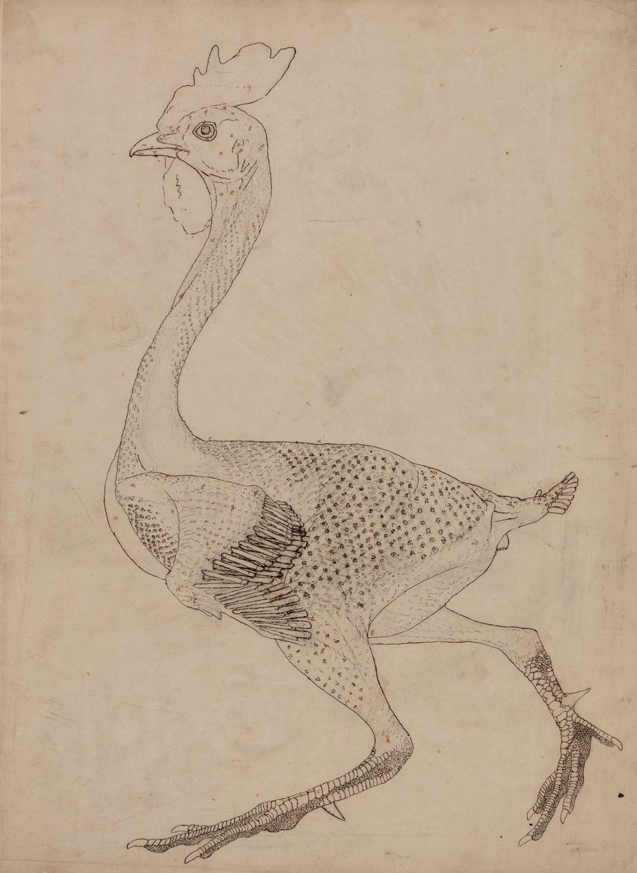 En jämförande anatomisk exponering av människokroppens struktur med en tiger och en ... av George Stubbs