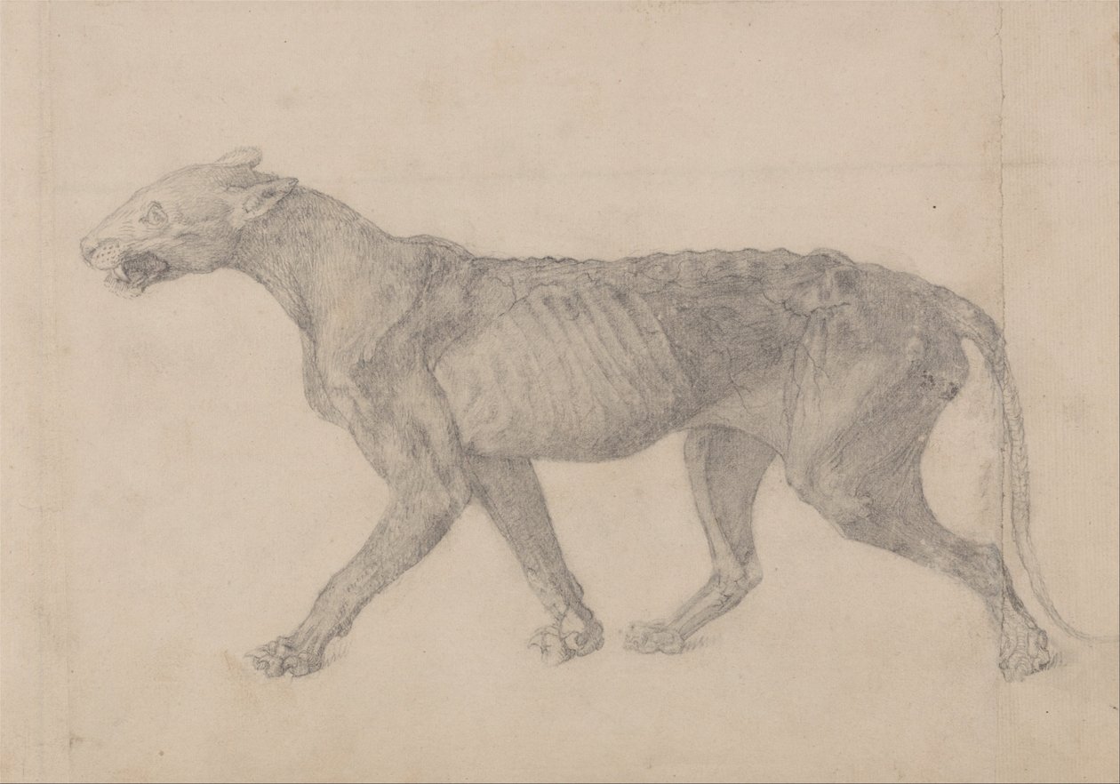 En jämförande anatomisk exponering av människokroppens struktur med en tiger och en ... av George Stubbs