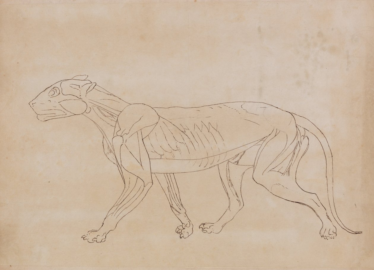 En jämförande anatomisk exponering av människokroppens struktur med en tiger och en ... av George Stubbs