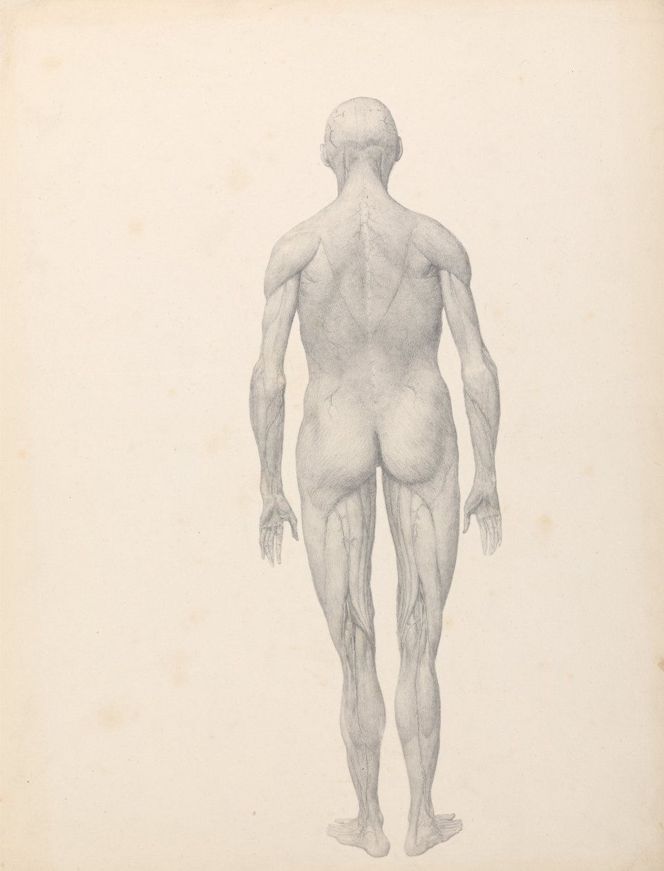 En jämförande anatomisk exponering av människokroppens struktur med en tiger och en ... av George Stubbs