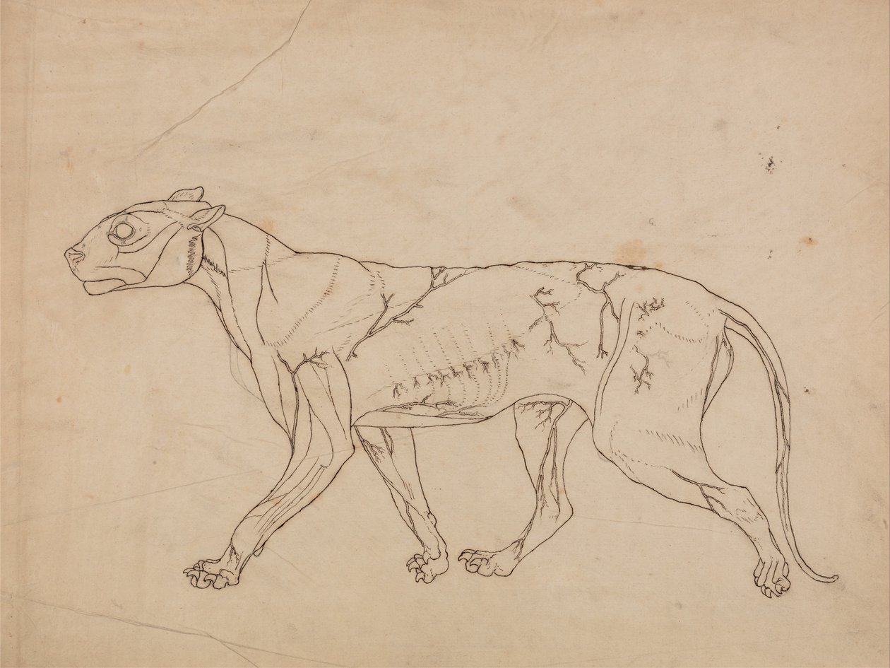 En jämförande anatomisk beskrivning av människokroppens uppbyggnad i förhållande till tiger och ko... av George Stubbs