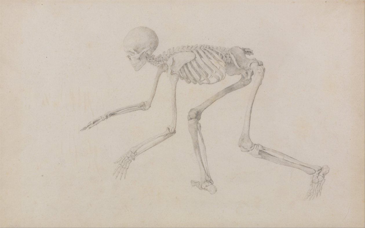 En jämförande anatomisk exponering av människokroppens struktur med en tiger och en ... av George Stubbs