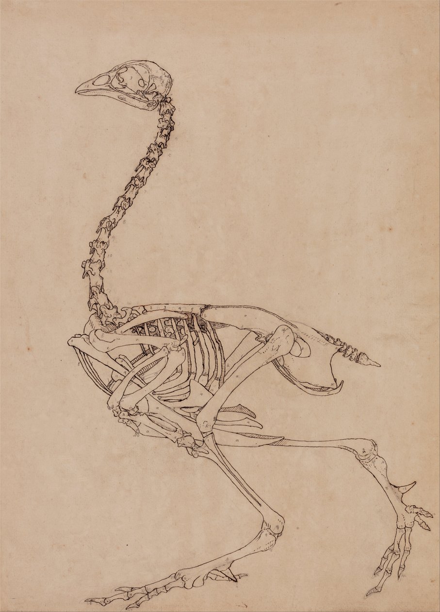En jämförande anatomisk exponering av människokroppens struktur med en tiger och en ... av George Stubbs