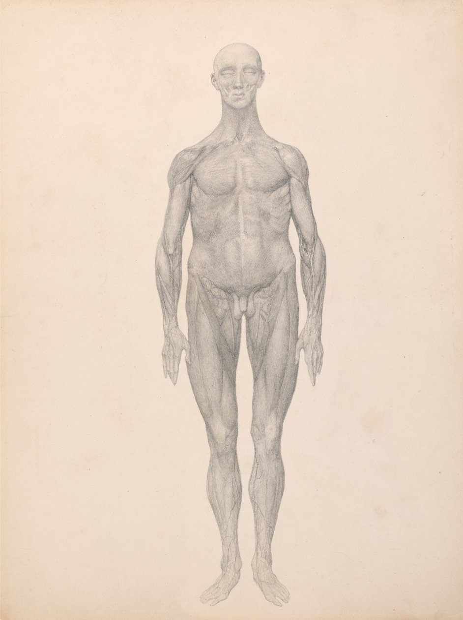 En jämförande anatomisk exponering av människokroppens struktur med en tiger och en ... av George Stubbs