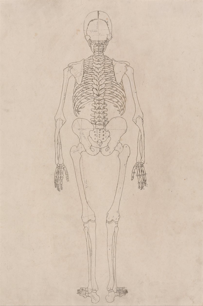En jämförande anatomisk exponering av människokroppens struktur med en tiger och en ... av George Stubbs