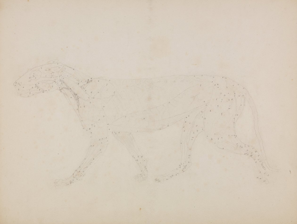 En jämförande anatomisk exponering av människokroppens struktur med en tiger och en ... av George Stubbs