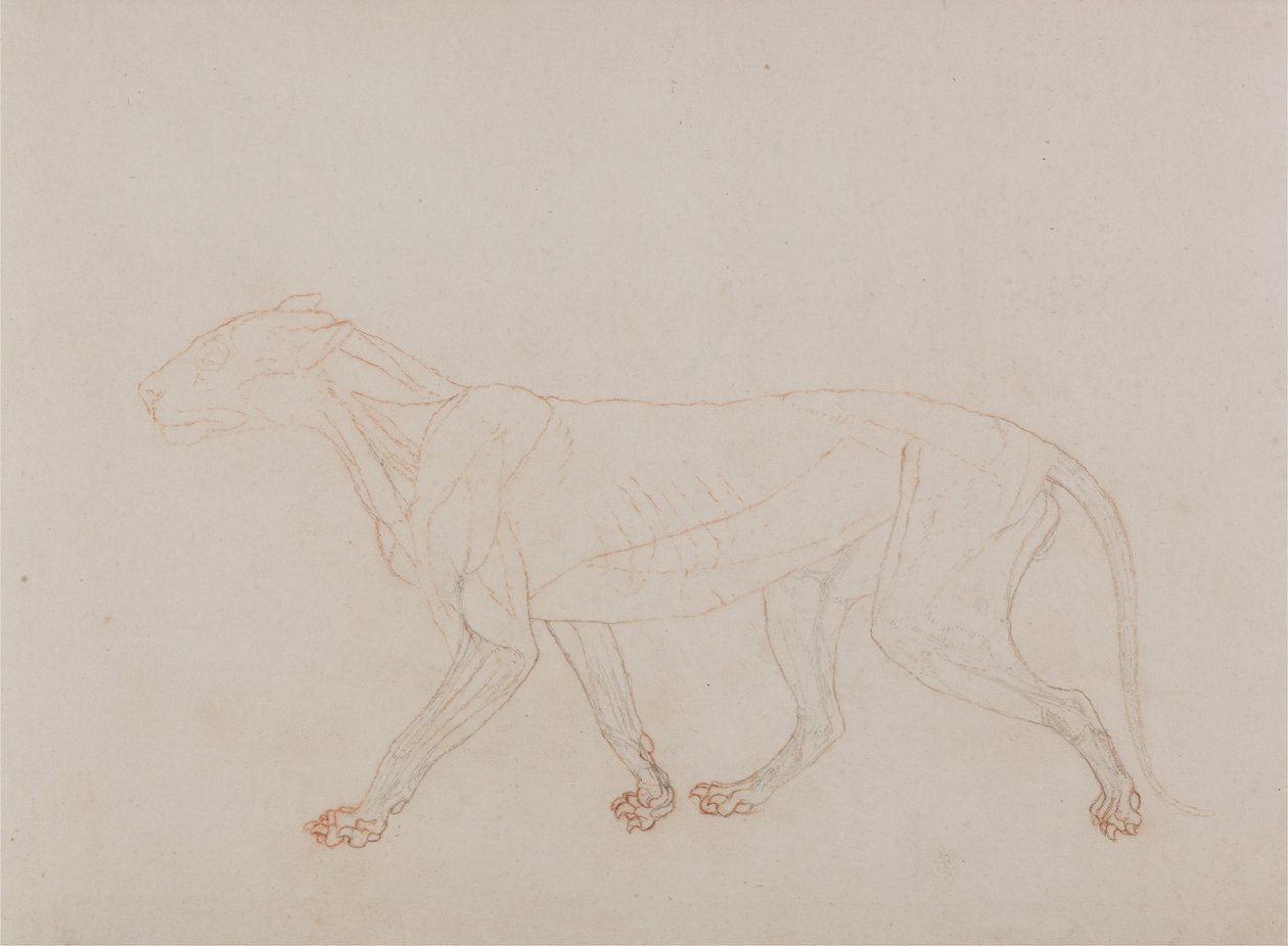 En jämförande anatomisk exponering av människokroppens struktur med en tiger och en ... av George Stubbs