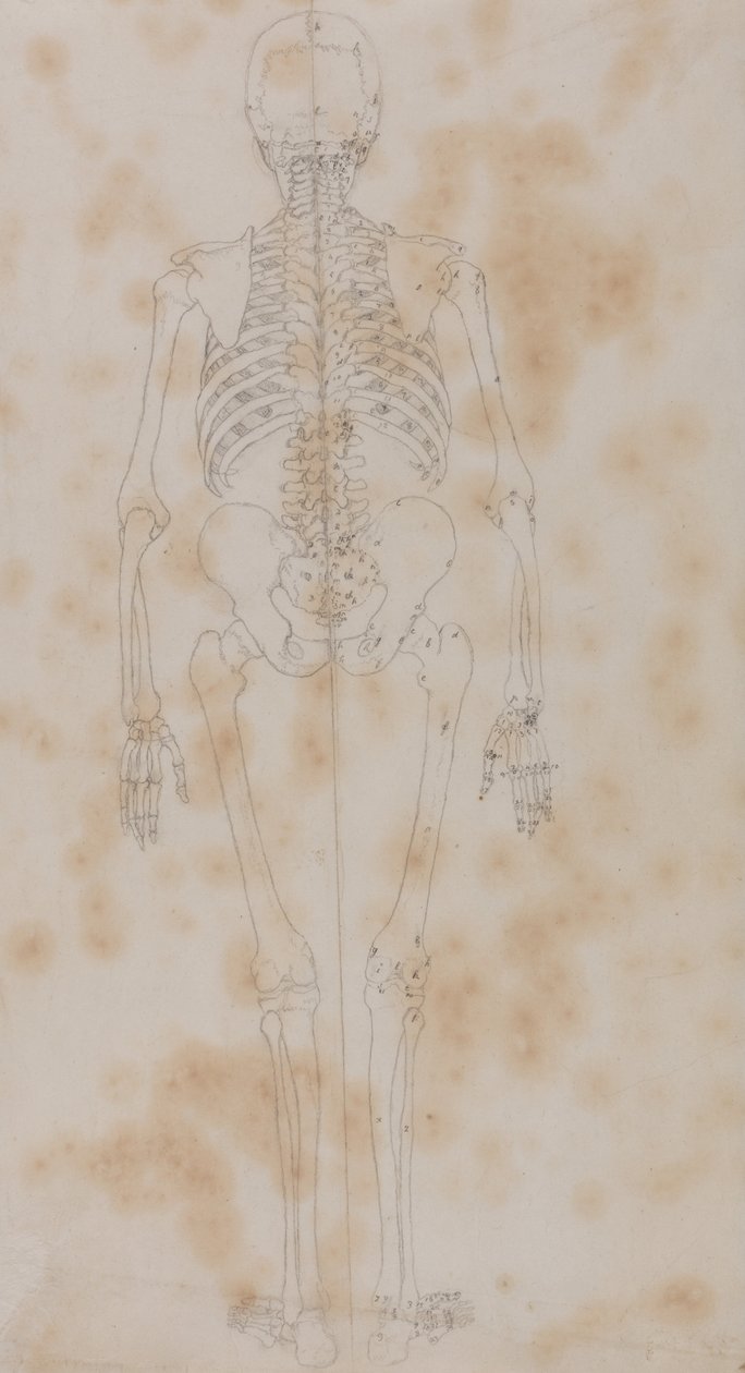 En jämförande anatomisk exponering av människokroppens struktur med en tiger och en ... av George Stubbs