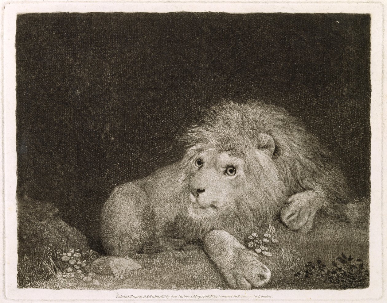 Ett lejon (ett liggande lejon) graverat av konstnären, pub. 1788 av George Stubbs