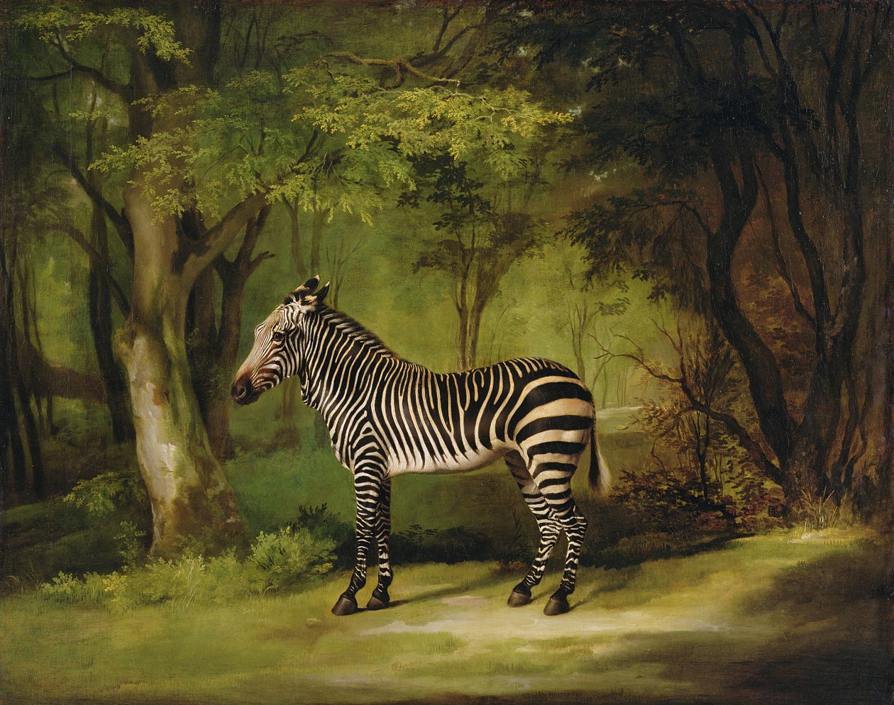 En zebra, 1763 av George Stubbs