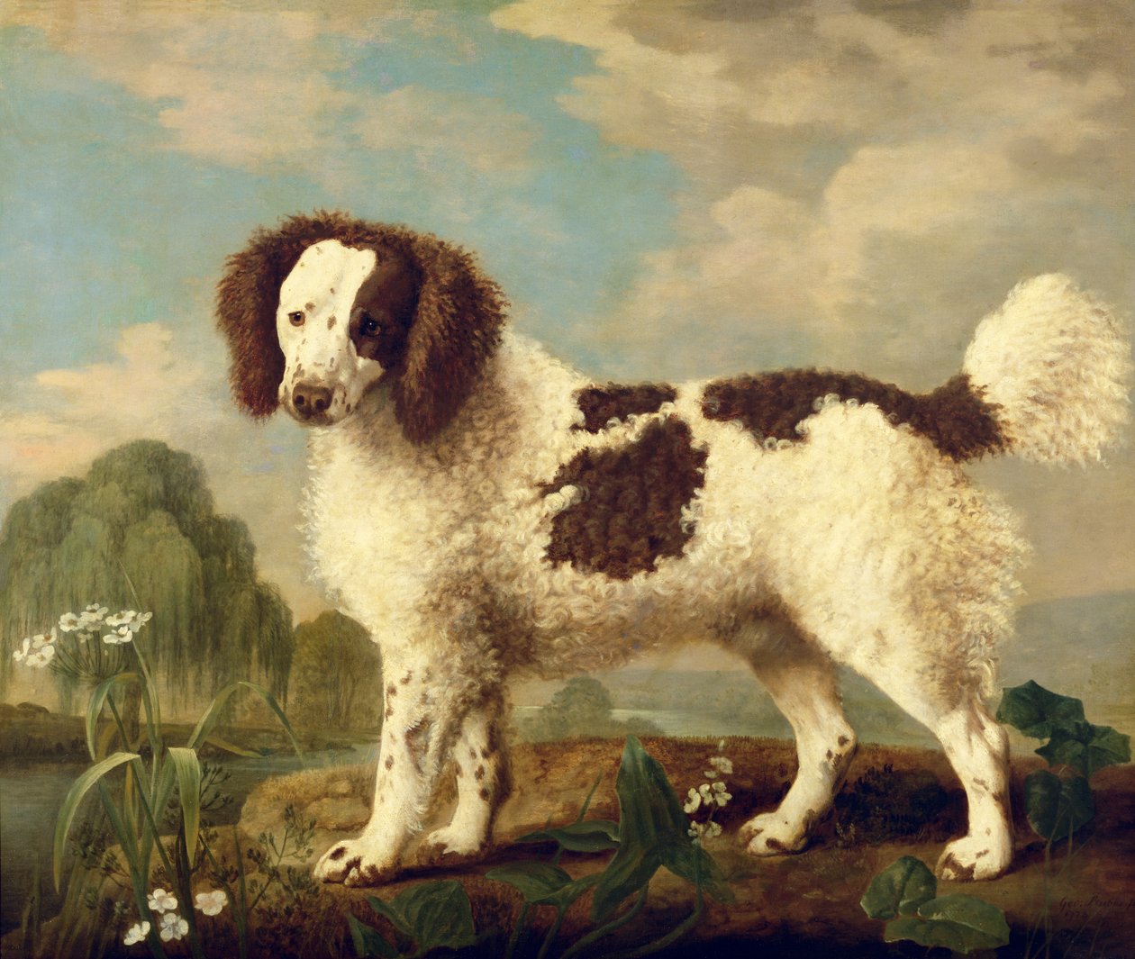 Brun och vit Norfolk- eller vattenspaniel, 1778 av George Stubbs