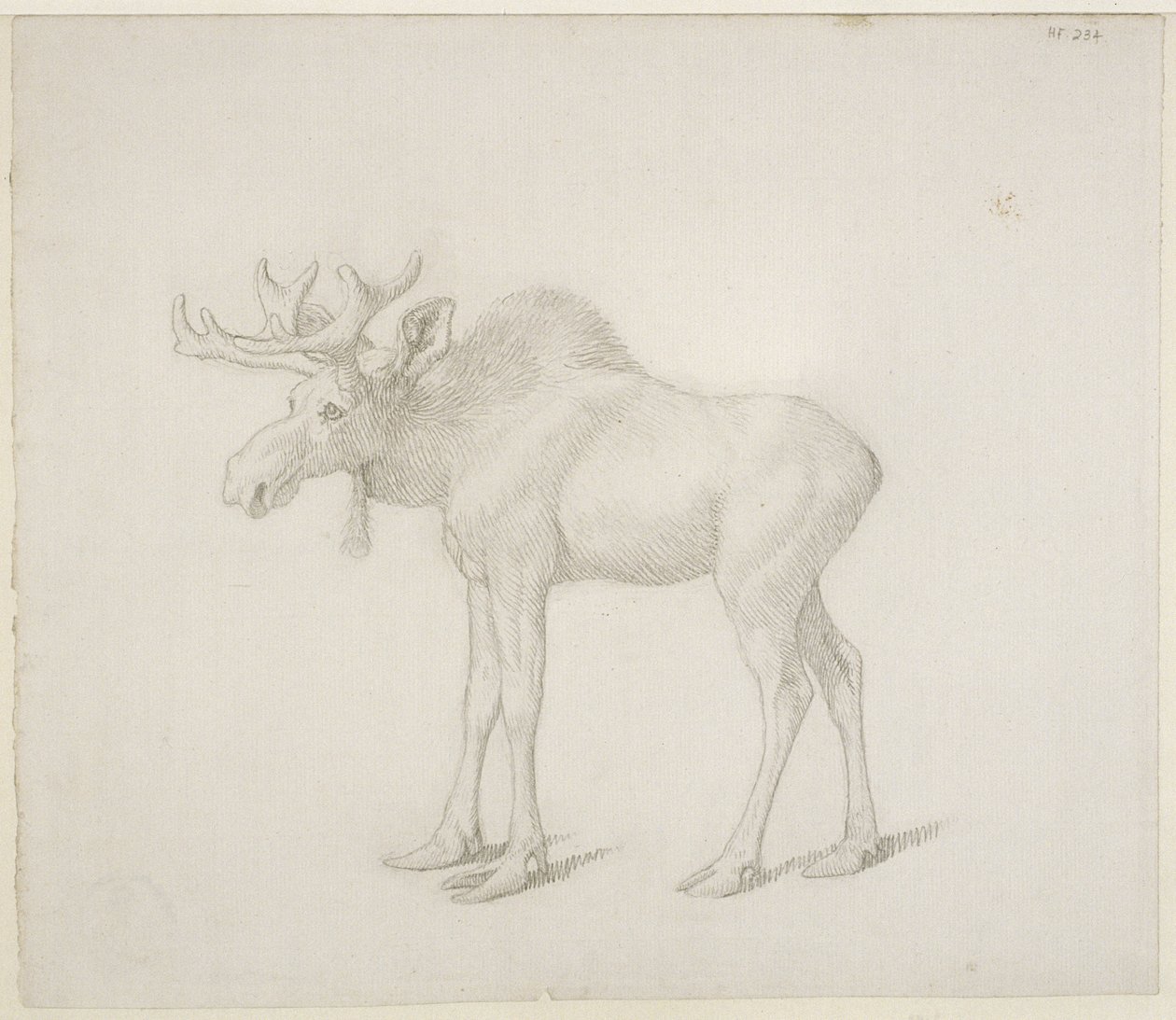Teckning av hertigen av Richmonds andra tjurälg av George Stubbs
