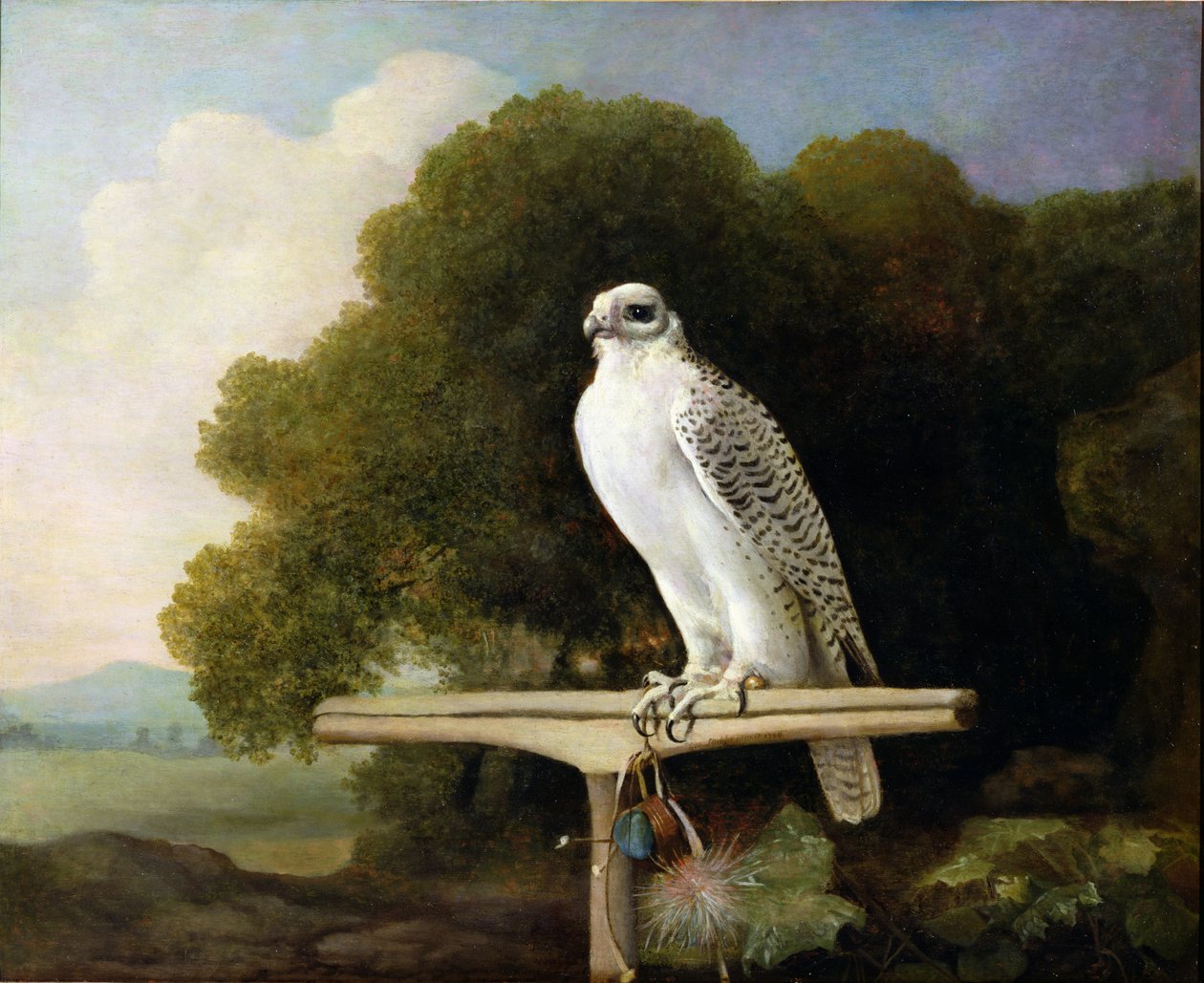Grönlandsfalk (gråfalk), 1780 av George Stubbs