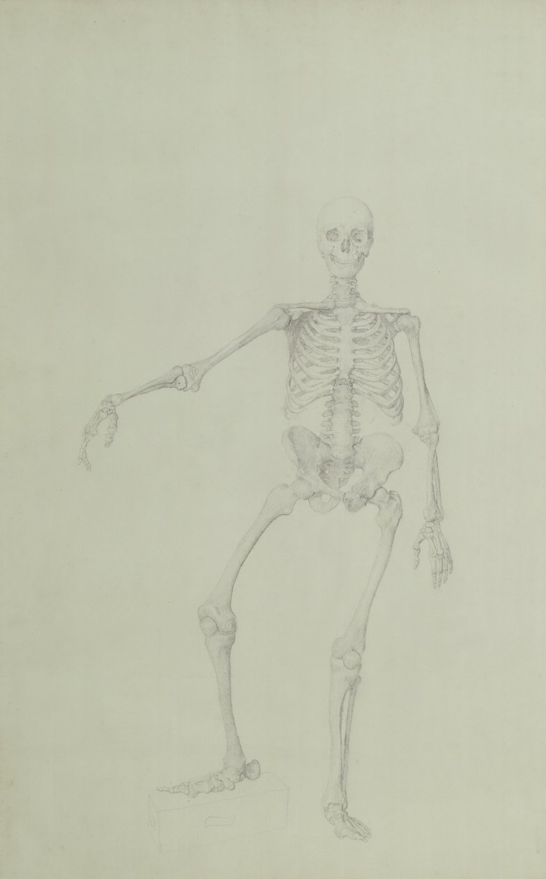 Människoskelett, framifrån, höger arm utsträckt, illustration från "En jämförande anatomisk utläggning av människokroppens struktur med en tiger och en höns", 1795-1806 (gra av George Stubbs
