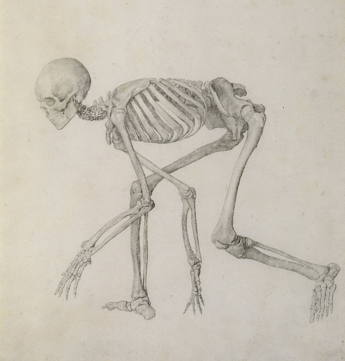 Human Skeleton: Lateral view in Crouching Posture, från serien "A Comparative Anatomical Exposition of the Structure of the Human Body with that of a Tiger and a Common Fowl" (grafit på papper) av George Stubbs