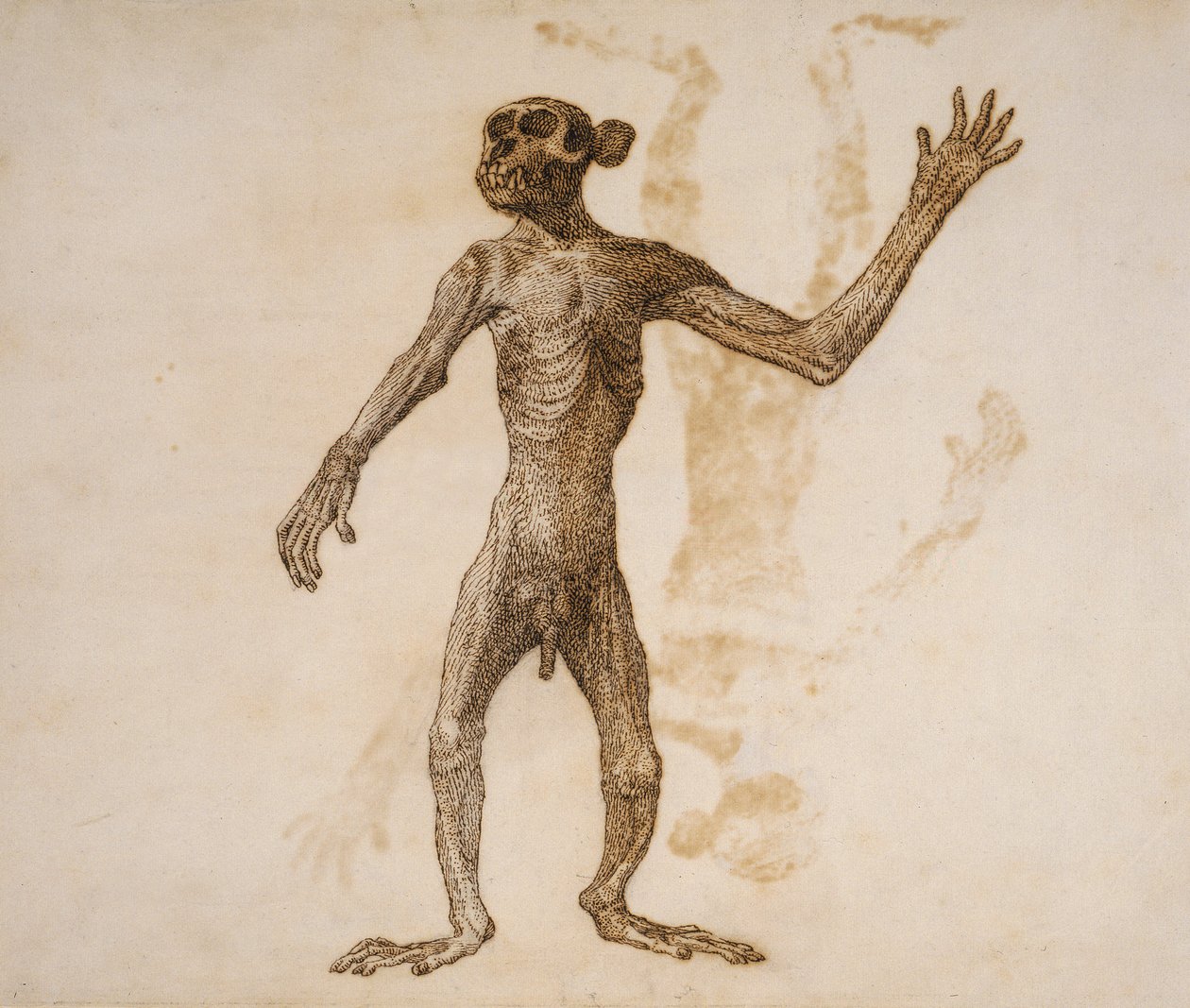 Monkey Standing, Anterior View (penna och bläck över grafit på papper) av George Stubbs