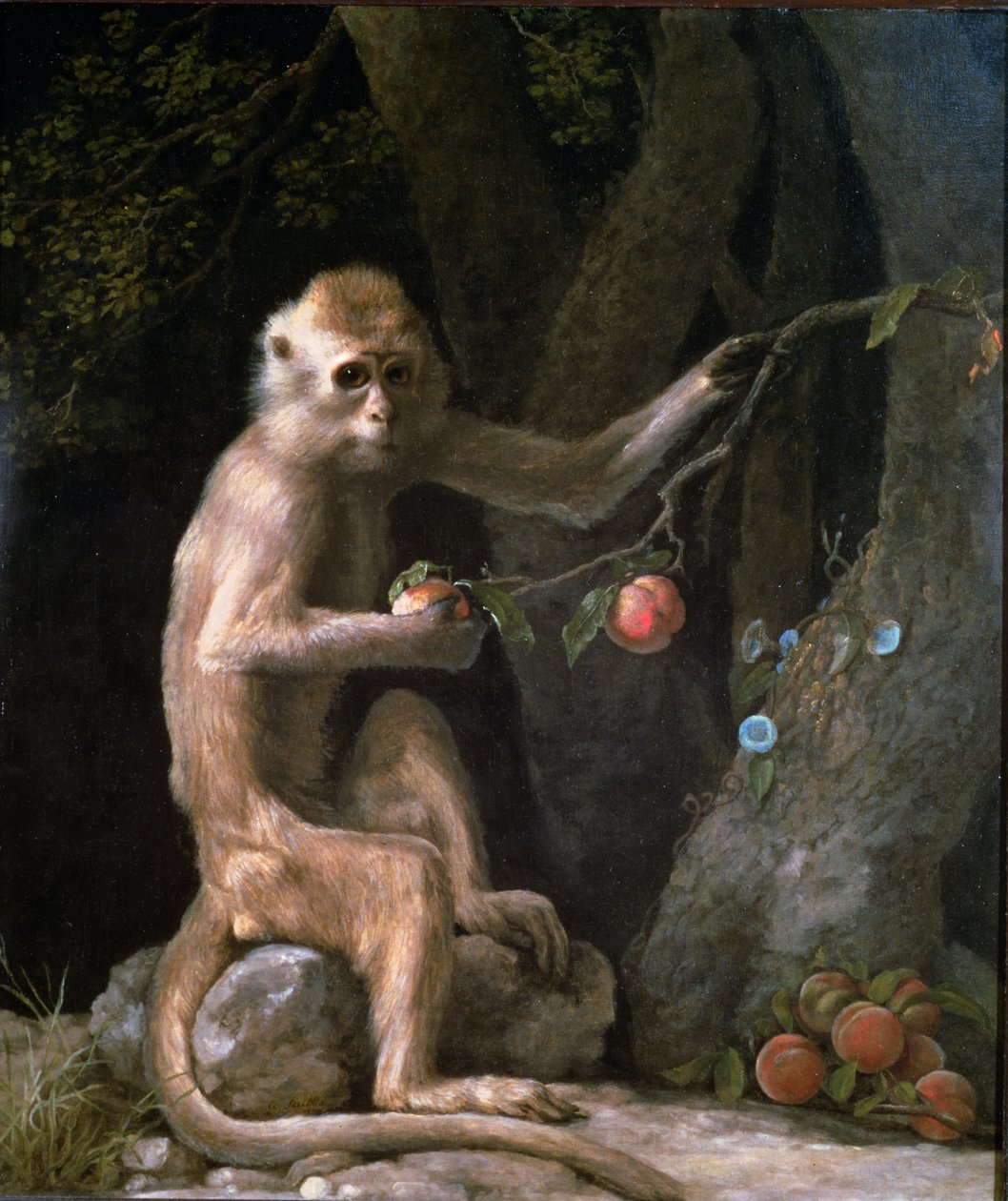 Porträtt av en apa daterat 1774 av George Stubbs