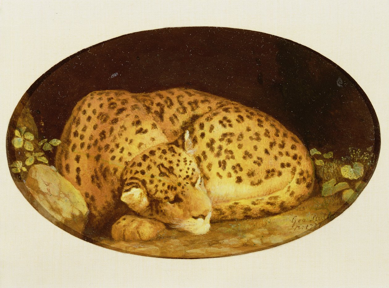 Sleeping Leopard, 1777 (emalj på Wedgwood kex lergods) av George Stubbs