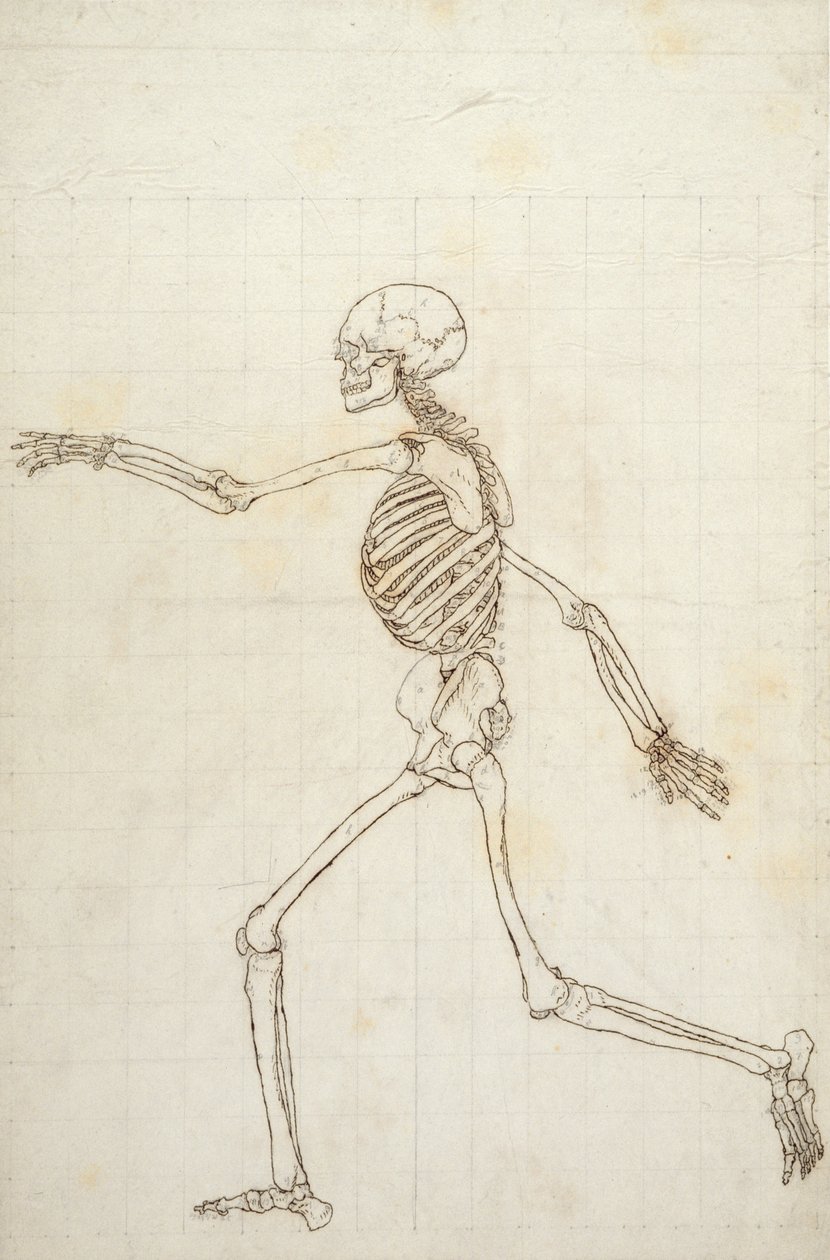 Studie av den mänskliga figuren, sidovy, från "A Comparative Anatomical Exposition of the Structure of the Human Body with that of a Tiger and a Common Fowl", 1795-1806 (penna, bläck och grafit på trä). av George Stubbs
