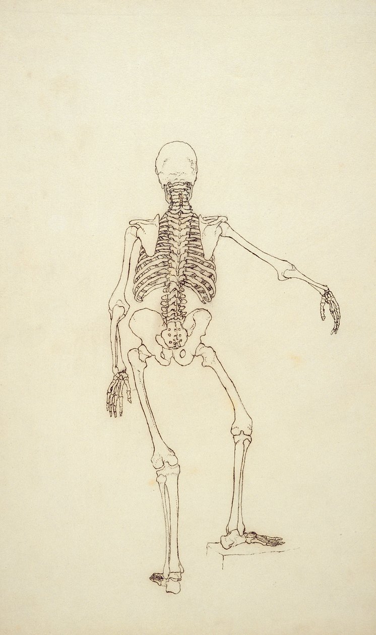 Studie av den mänskliga figuren, bakre vy, från "A Comparative Anatomical Exposition of the Structure of the Human Body with that of a Tiger and a Common Fowl", 1795-1806 (penna och bläck över grafit på av George Stubbs