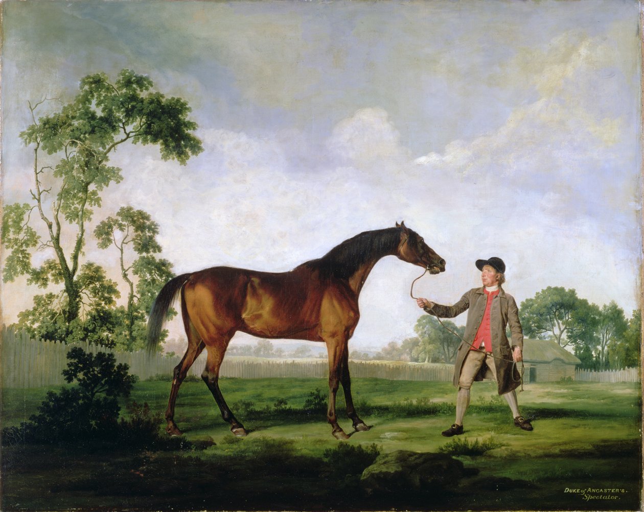 Hertigen av Ancasters bukhingst Spectator, hållen av en brudgum, ca 1762-5 av George Stubbs