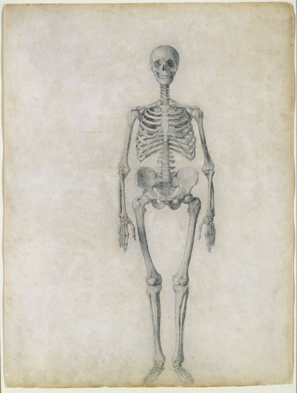 Det mänskliga skelettet, framifrån, från serien "A Comparative Anatomical Exposition of the Structure of the Human Body with that of a Tiger and a Common Fowl", 1795-1806 (grafit på papper) av George Stubbs
