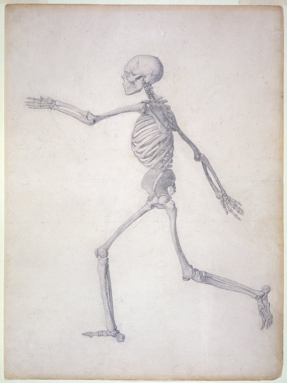 The Human Skeleton, lateral view, från serien 