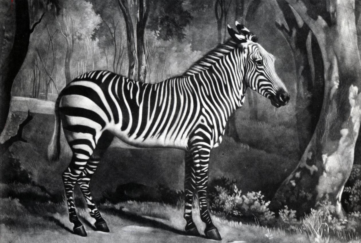 The Sebra, or Wild Ass, graverad av George Townley Stubbs, 1771 (mezzotint) av George Stubbs