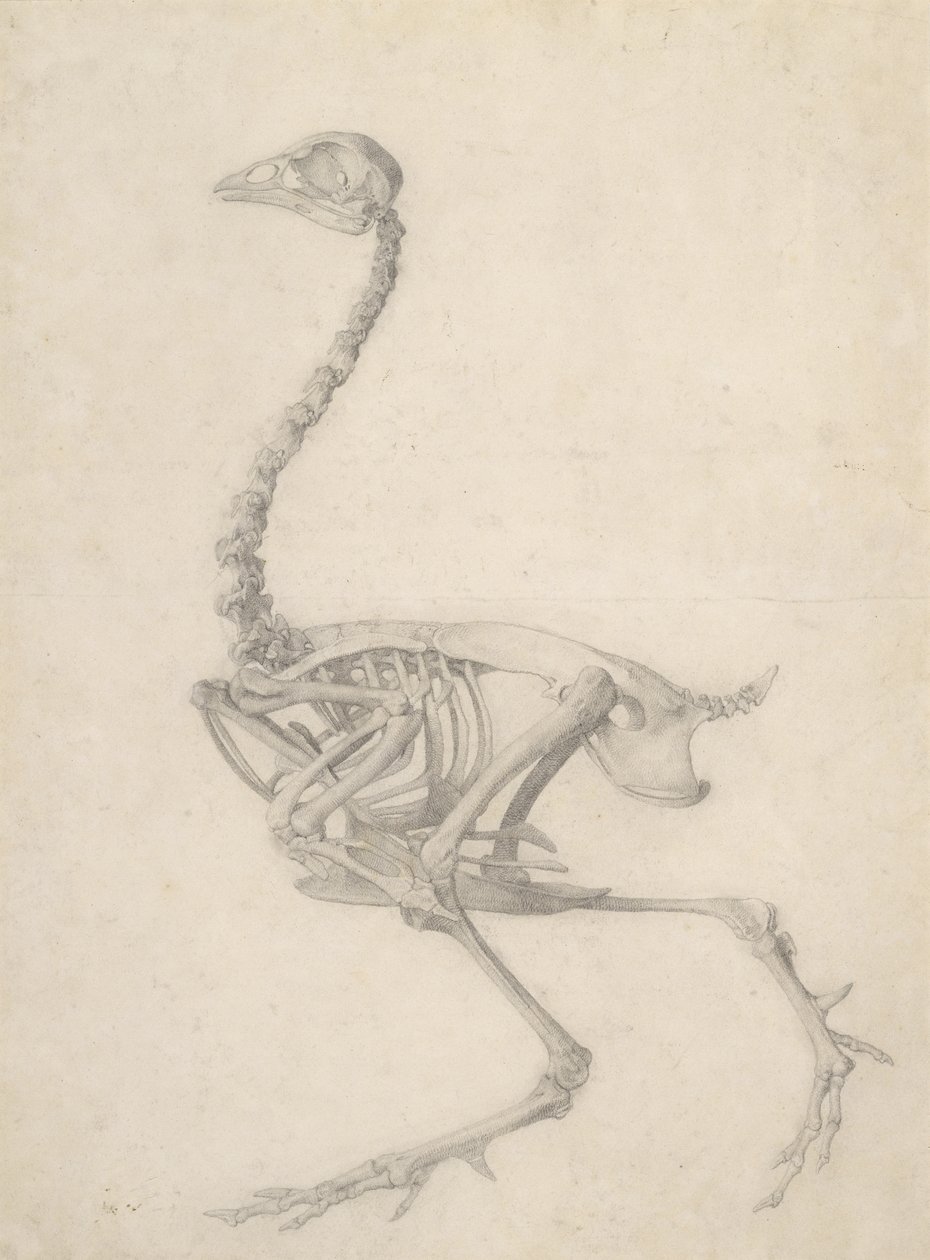 The skeleton of a fowl, från serien "A Comparative Anatomical Exposition of the Structure of the Human Body with that of a Tiger and a Common Fowl", 1795-1806 (grafit på papper) av George Stubbs