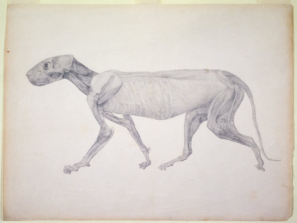 Tiger: Från serien "A Comparative Anatomical Exposition of the Structure of the Human Body with that of a Tiger and a Common Fowl" (grafit på papper). av George Stubbs