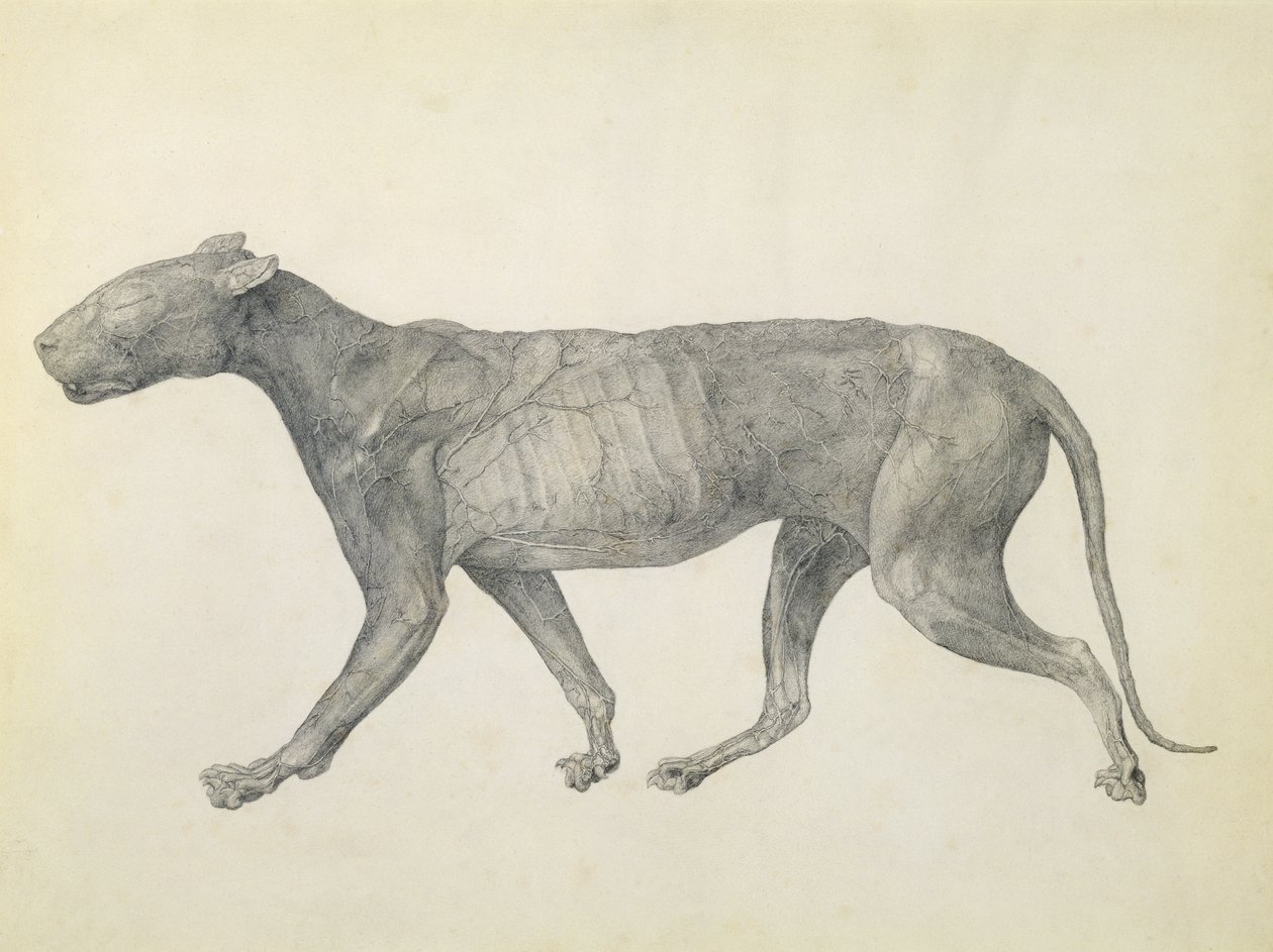 Tiger: Lateral View, with Skin and Tissue Removed, från serien "A Comparative Anatomical Exposition of the Structure of the Human Body with that of a Tiger and a Common Fowl" (grafit på papper) av George Stubbs