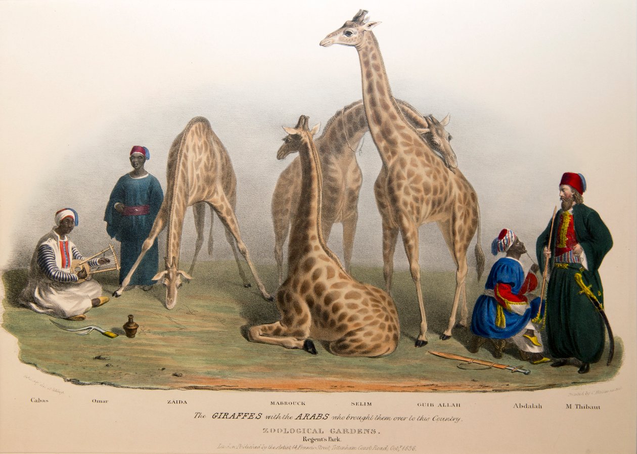 Girafferna med araberna, 1836 av George the Elder Scharf