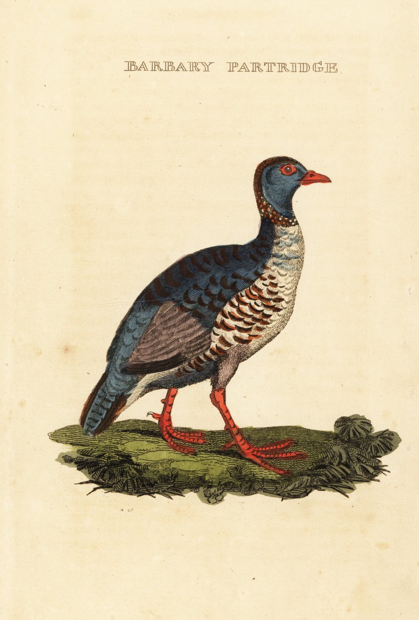 Barbary rapphöna, Alectoris barbara av George (after) Edwards