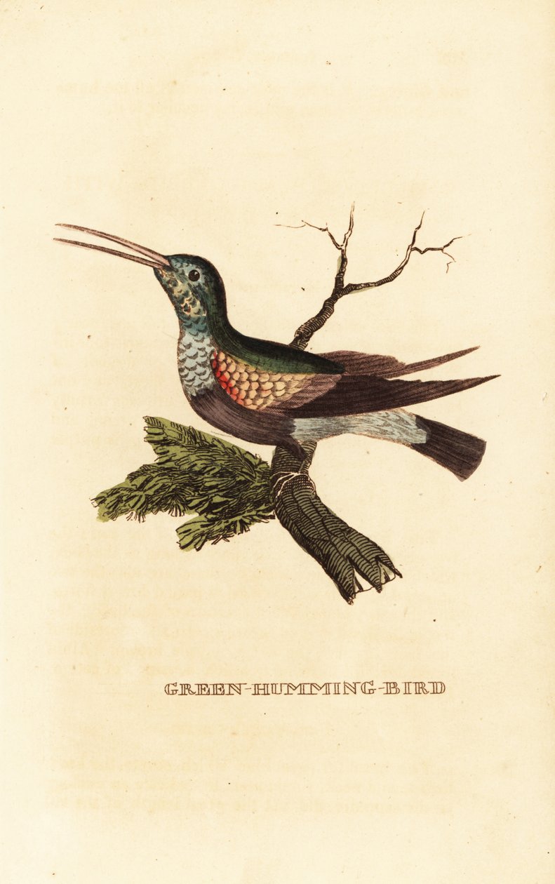 Svartbukig kolibri, Eupherusa nigriventris, hona av George (after) Edwards