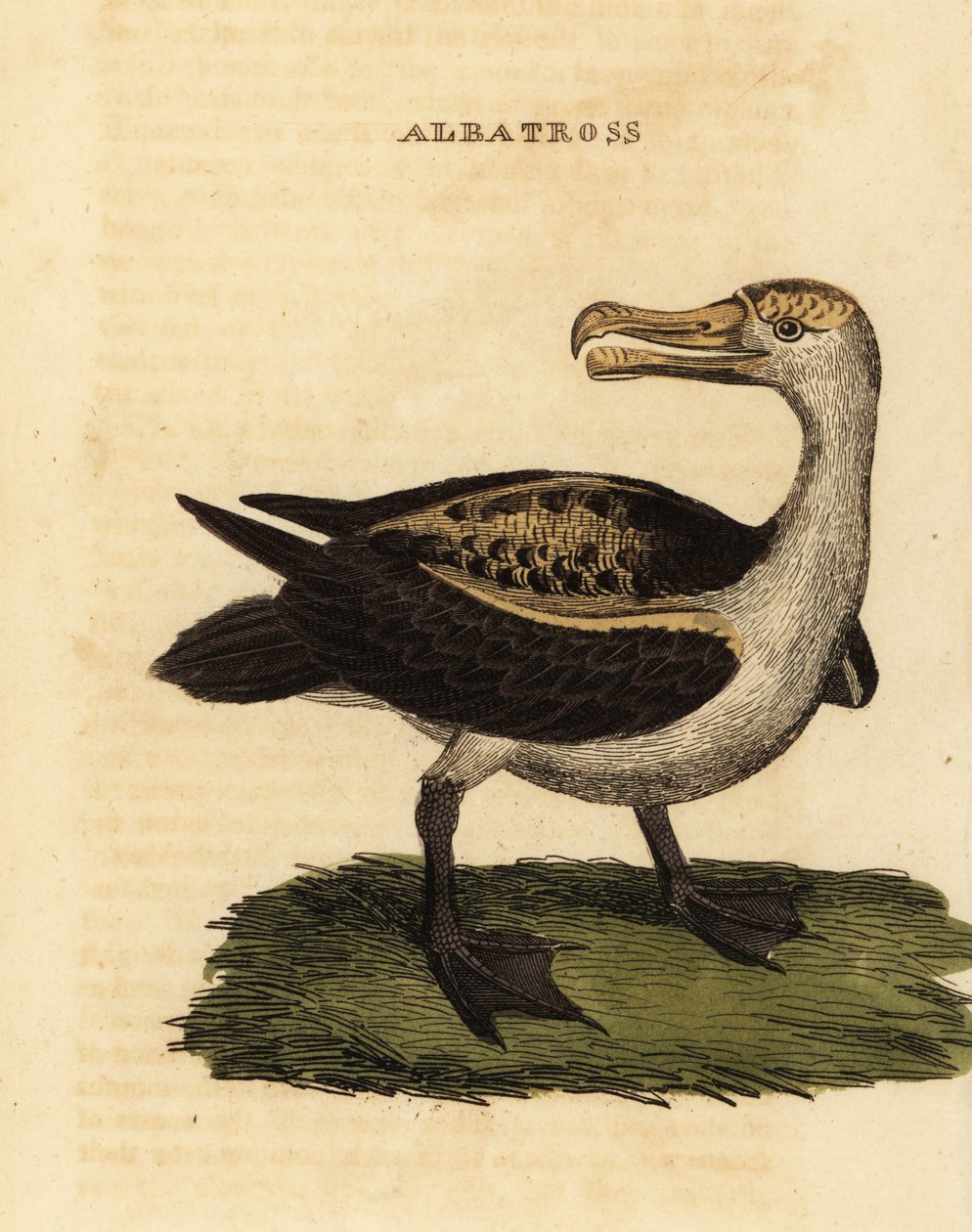 Svartbrynnad albatross, Thalassarche melanophris av George (after) Edwards