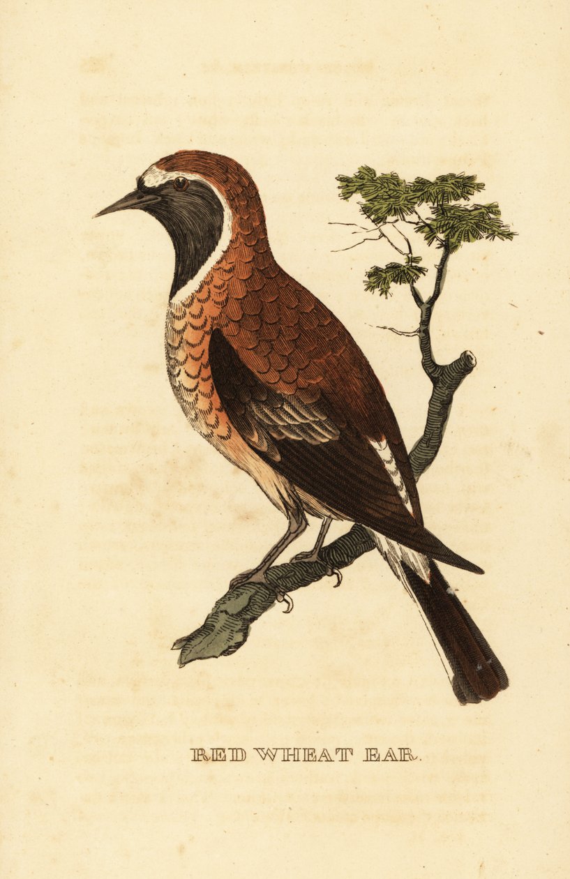 Svartörat vetemorf, Oenanthe hispanica stapazina av George (after) Edwards