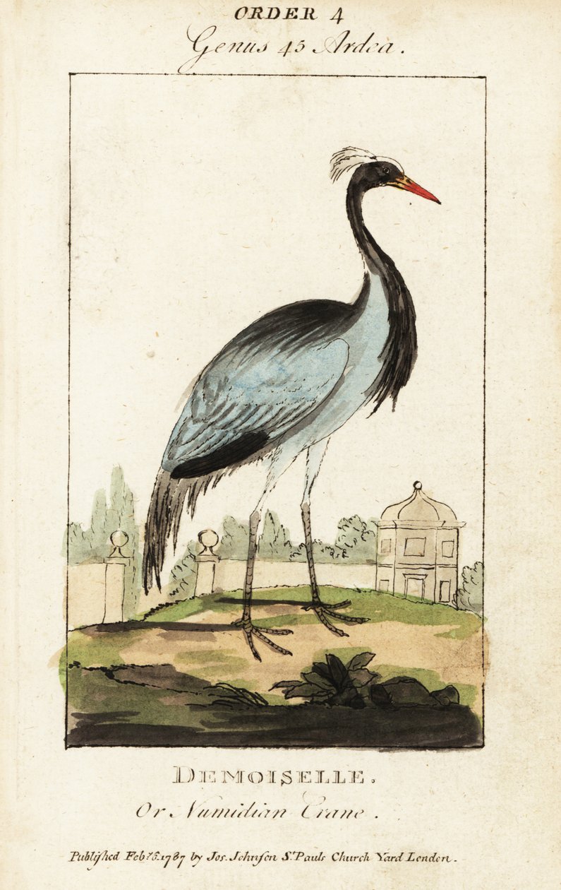 Damsel eller Numidian trana, Grus virgo av George (after) Edwards