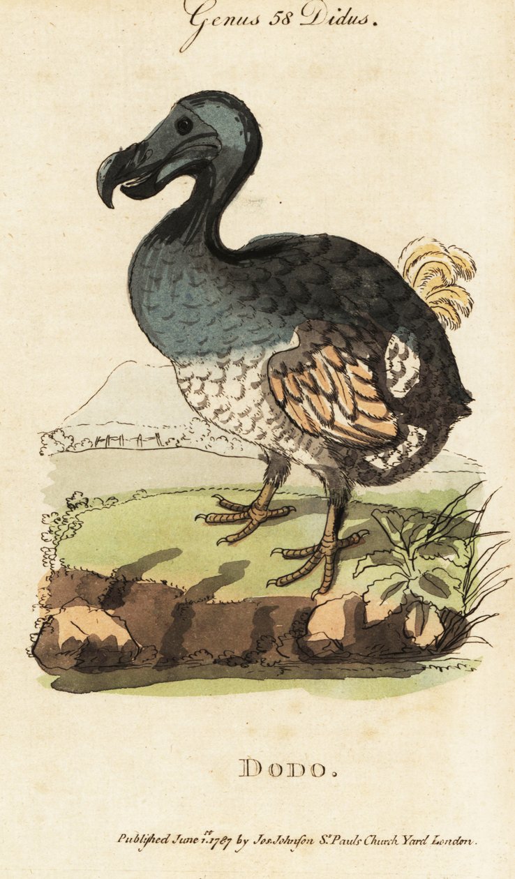 Utdöd dodo, Raphus cucullatus (Didus ineptus) av George (after) Edwards