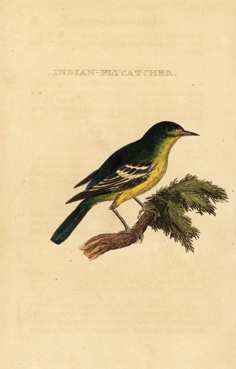 Grönryggig flugsnappare, Ficedula elisae av George (after) Edwards