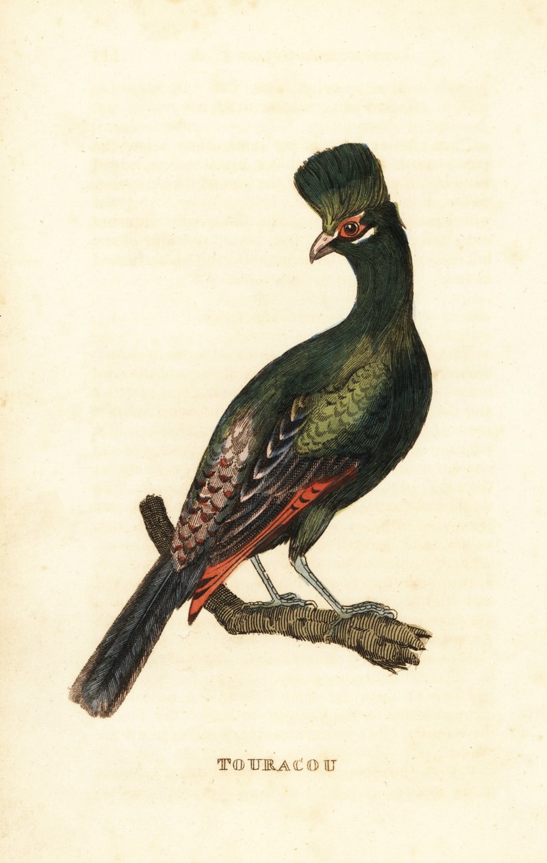 Guinea turaco eller grön turaco, Tauraco persa av George (after) Edwards