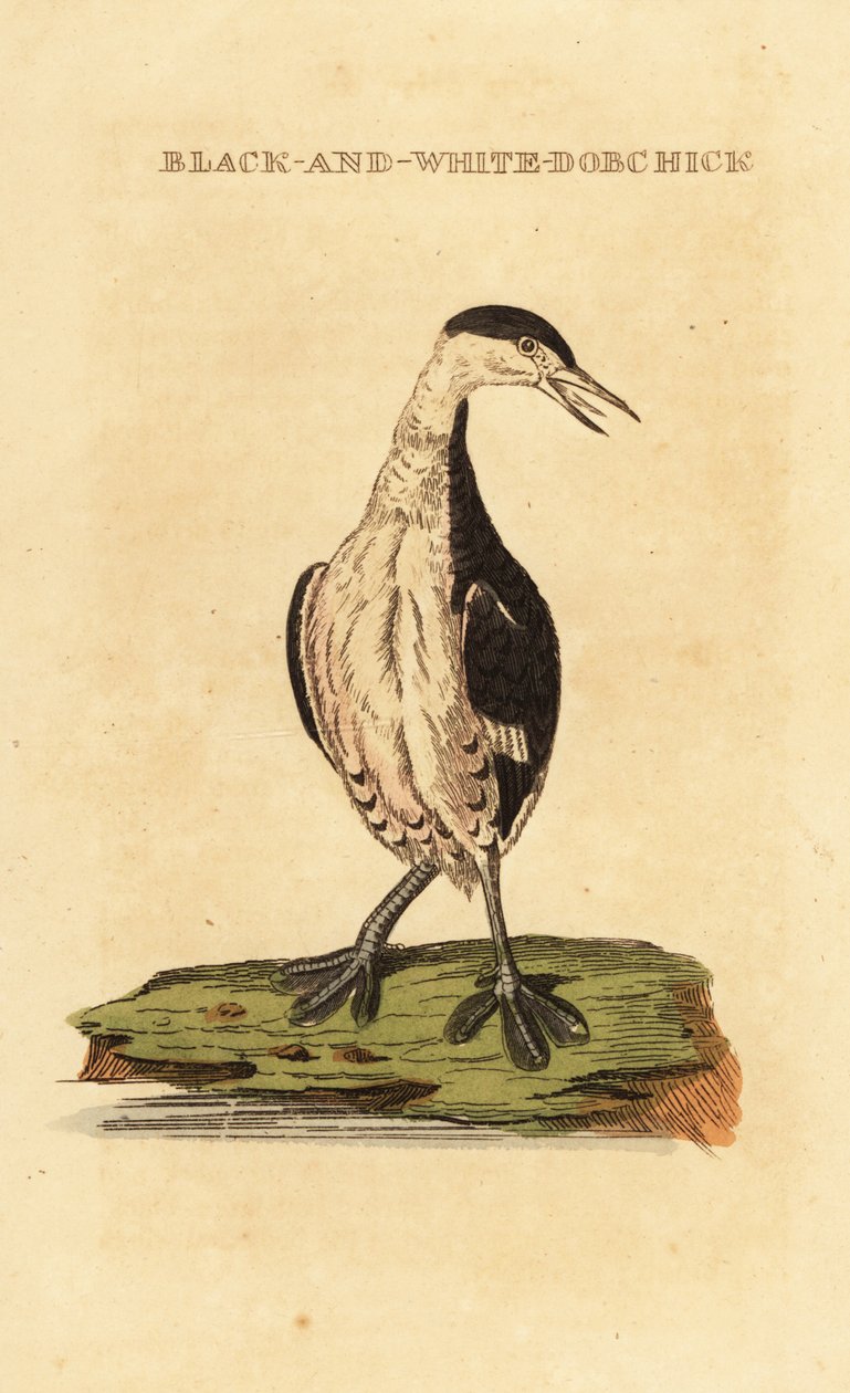 Horndopping, ung, Podiceps auritus av George (after) Edwards