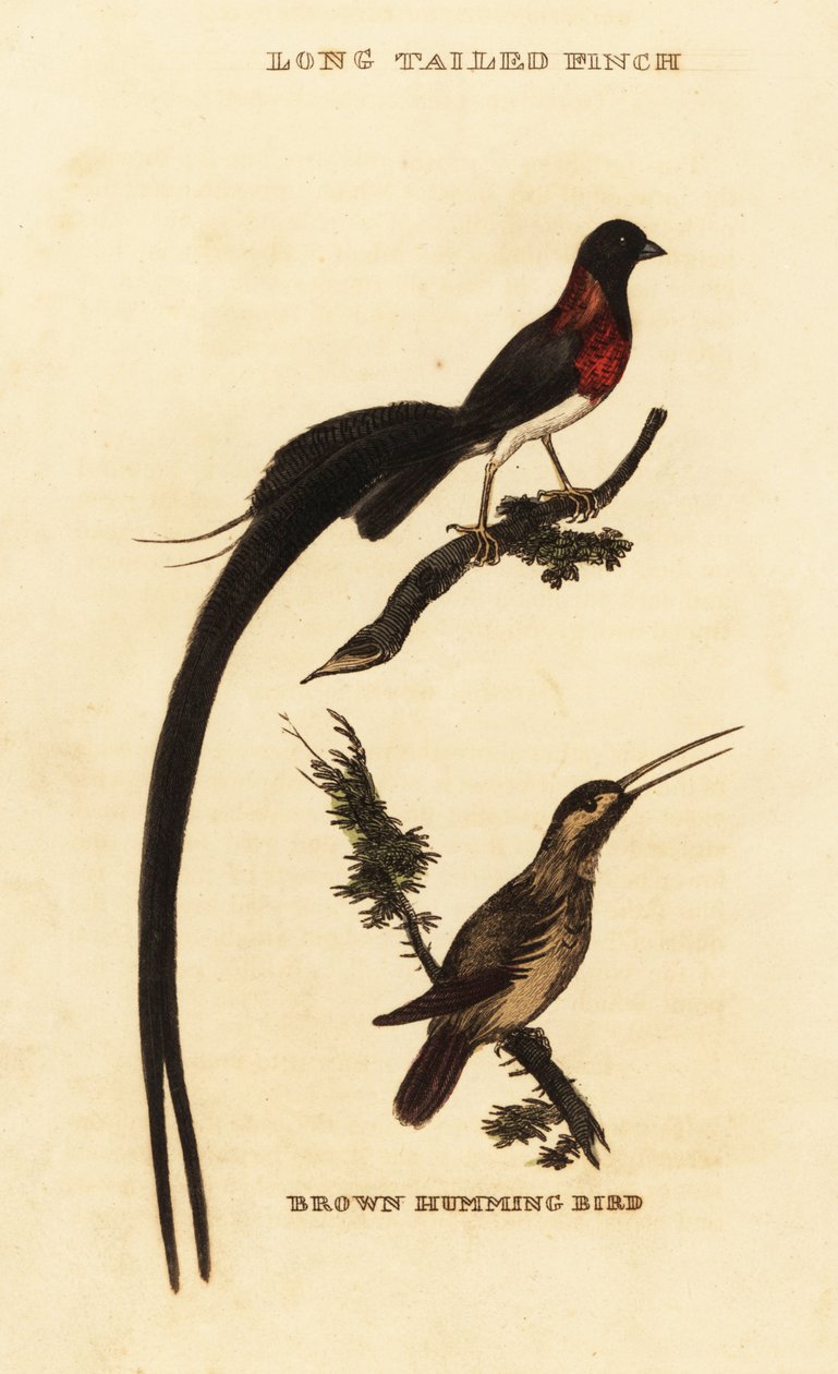 Långsvansparadis whydah, Vidua paradisaea och rufous kolibri, Selasphorus rufus av George (after) Edwards