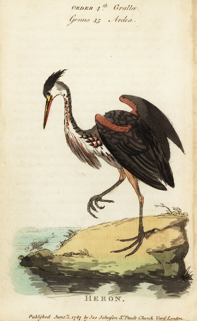 Nordamerikansk askfärgad häger, Ardea fusca av George (after) Edwards