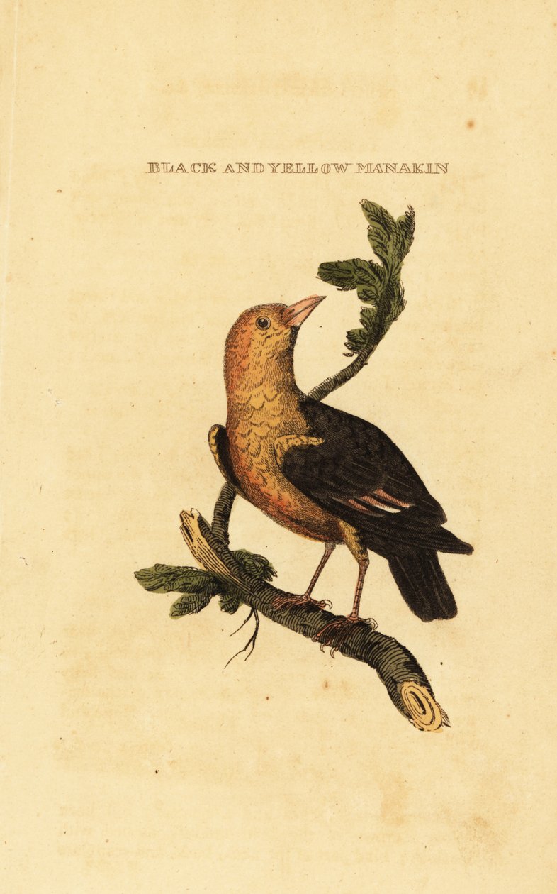 Orange-headed manakin, Pepper aureola av George (after) Edwards