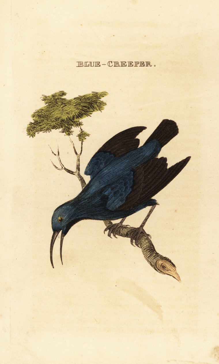 Lila honungskrypare, Cyanerpes caeruleus av George (after) Edwards