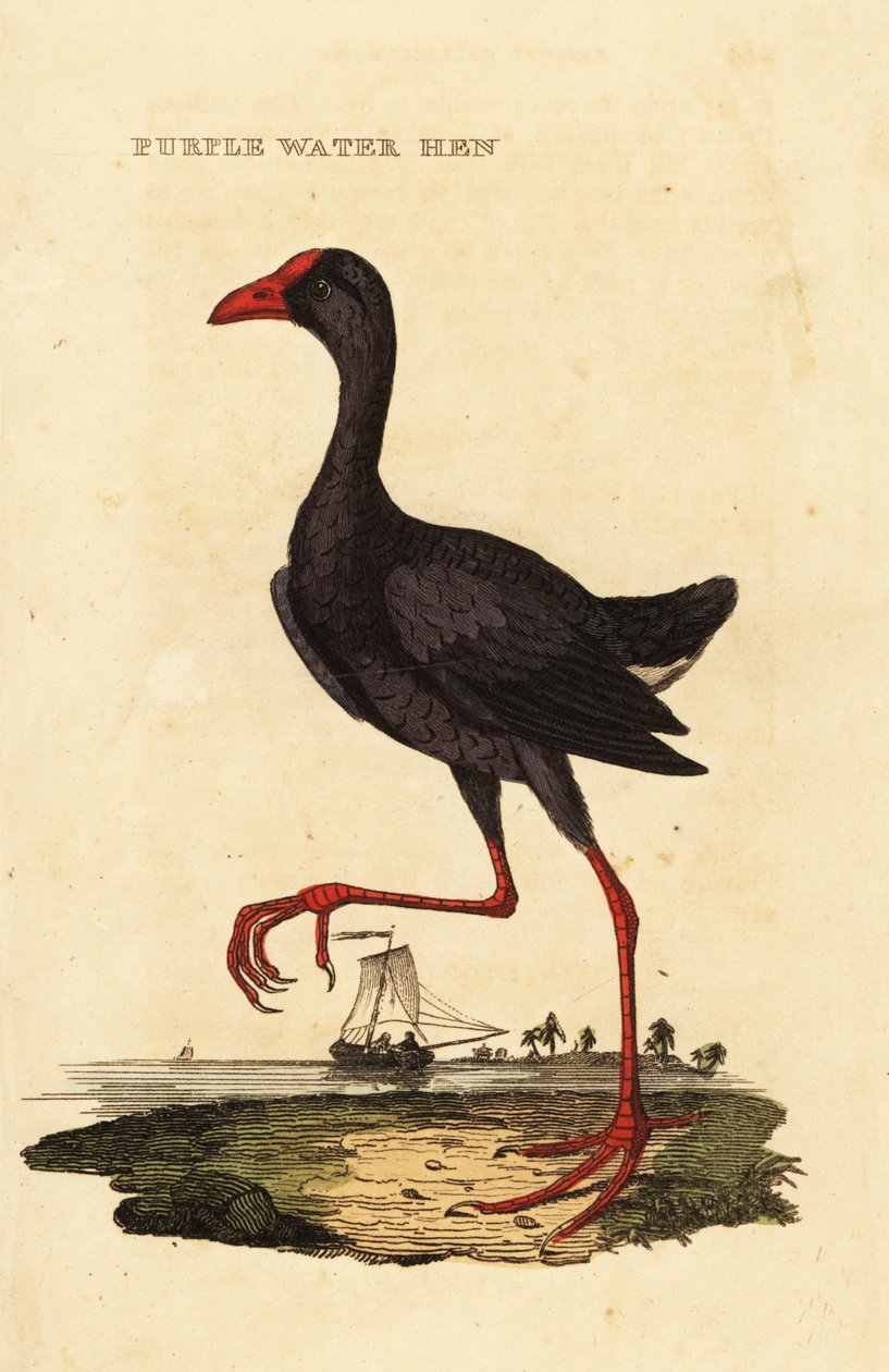 Lila träsk, Porphyrio porphyrio av George (after) Edwards