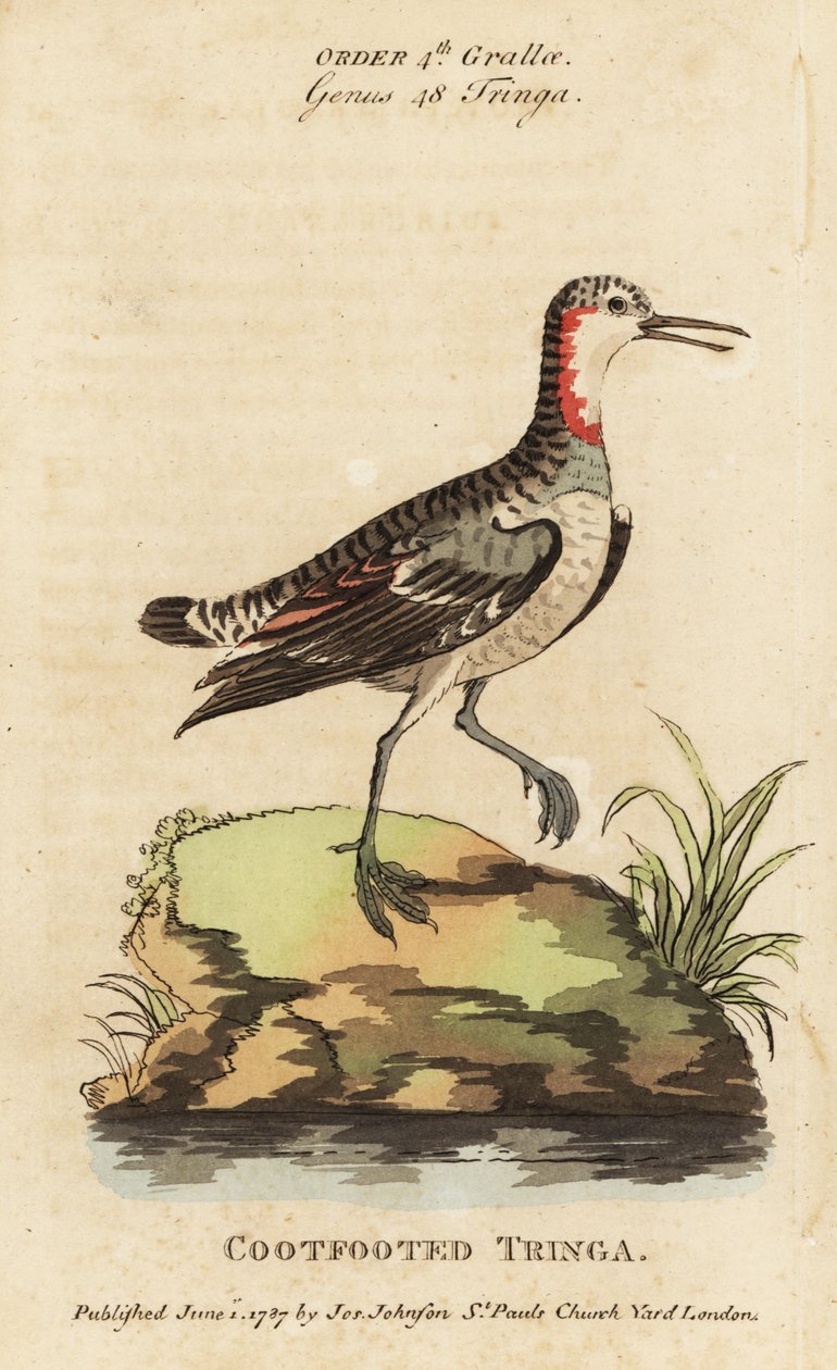 Rödhalsad phalarope, Phalaropus lobatus (sothälsfotad tringa, Tringa rufra canadensis) av George (after) Edwards